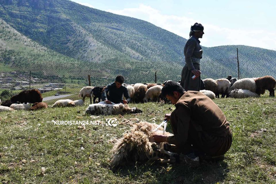 بالصور | الأغنام تنتعش بـ